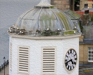 Clocktower-nesting-Kittiwakes-27th-May-19-art