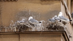 Guidlhall-5th-July-Tyne-Kittiwakes-Newcastle-Quayside-gallery