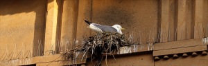 Guildhall-Tyne-Kittiwake-2022-slider