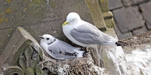 9th-July-Phoenix-House-Tyne-Kittiwakes-1-tw