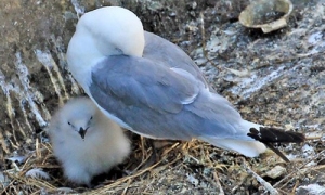 Kittiwake-chick-July-2019-Newcastle-Tyne-LU