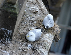 Kittiwakes-Phoenix-House-2019