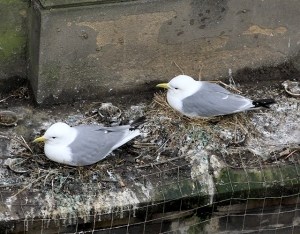 Kittiwakes-nesting-on-Phoenix-House-2019