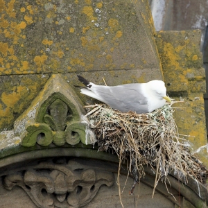 Large-Kittiwake-nest-on-Phoenix-House