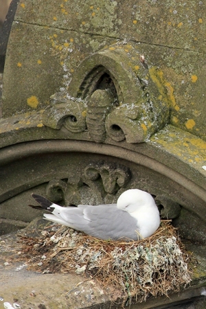 Phoenix-House-2019-nesting-Kittiwake