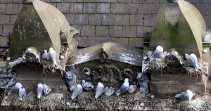 Phoenix-House-Tyne-Kittiwakes-2022-a