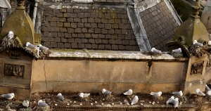 Phoenix-House-Tyne-Kittiwakes-2022-b