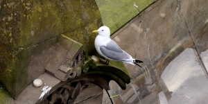 Phoenix-House-Tyne-Kittiwakes-March-2024-by-Paul-Buskin