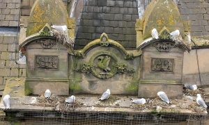 Tyne-KIttiwakes-nesting-Phoenix-House-2019