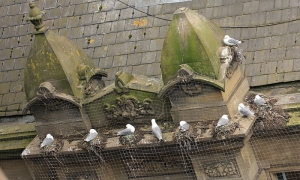 Tyne-Kittiwakes-Phoenix-House-2019-b