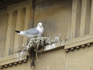 Best-Tyne-Kittiwake-Nests-Entry1-Guildhall-on-anti-bird-spikes-by-Lophophanes-2022