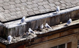 Best-Tyne-Kittiwake-Nests-Entry3-on-Guildhall-on-Avi-shock-2022