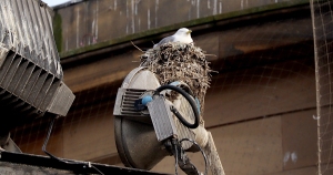 Best-Tyne-Kittiwake-nests-2022-Entry-4-Street-ligting