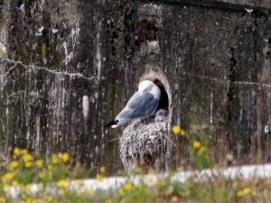 Best-Tyne-Kittiwake-nests-Entry-5-at-Smiths-Dock-North-Shields-by-Andrew-Clayton-2022