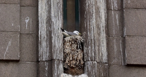 Best-Tyne-Kittiwake-nests-Entry-8-TyneBridge-Tower-2022