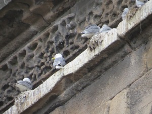 Best-Tyne-Kittiwake-nests-Entry2-Railway-Bridge-by-Lophophanes-2022