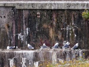 Best-Tyne-Kittiwake-nests-Entry5-at-Smiths-Dock-North-Shields-by-Andrew-Clayton-2022