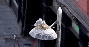 Tyne-Kittiwakes-best-nest-Entry-7-Street-light