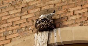 Under-Tyne-Bridge-best-Tyne-Kittiwake-nests-Entry-6-2022