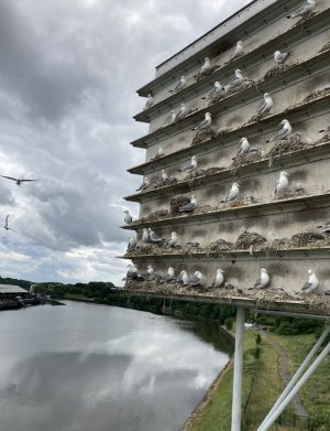 Kittiwake-Tower-1-Andy-Rickeard-02-5th-July-2021