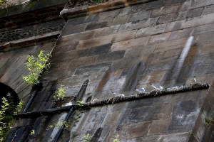 Newcastle-Railway-Bridge-Tyne-Kittiwakes-22nd-June-2024-b