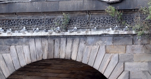 Tyne-Kittiwakes-Railway-Bridge