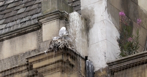 The-Shilling-Newcastle-Quayside-Tyne-Kittiwakes-1