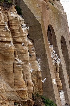 7th-July-Tyne-Kittiwakes-Tynemouth-Haven-3-gallery