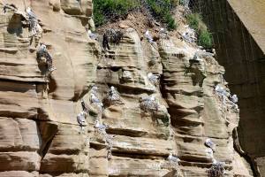 Tynemouth-Haven-Tyne-Kittiwakes-June-2024-a