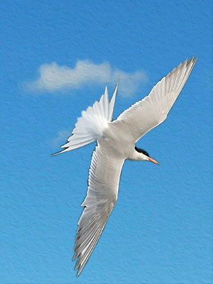 A Common Tern - Newcastle - Quayside