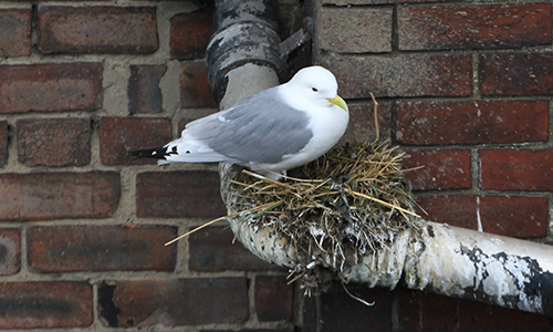 A Tyne Kittiwake nesting on a drainpipe - Newcastle Quayside