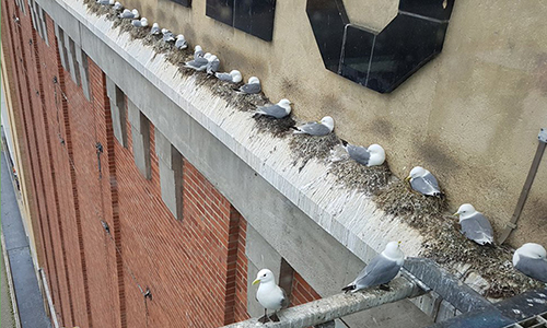 Tyne Kittiwakes nesting on the Baltic