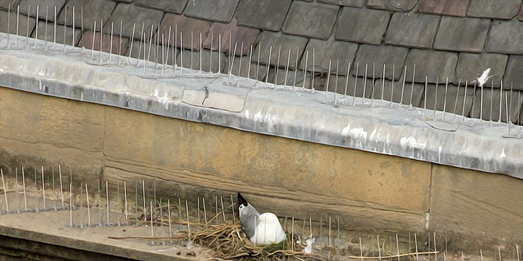 Tyne Kittiwake nesting on spikes - Newcastle Quayside