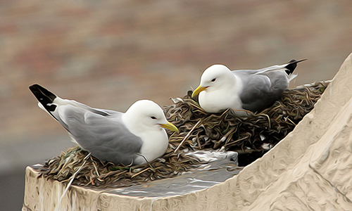 Two Kittiwakes nesting - Newcastle Quayside