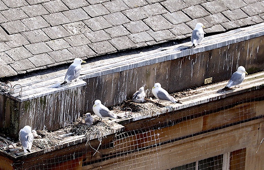 Tyne Kittiwakes nesting on Avi-shock on the Guildhall on Newcastle Quayside