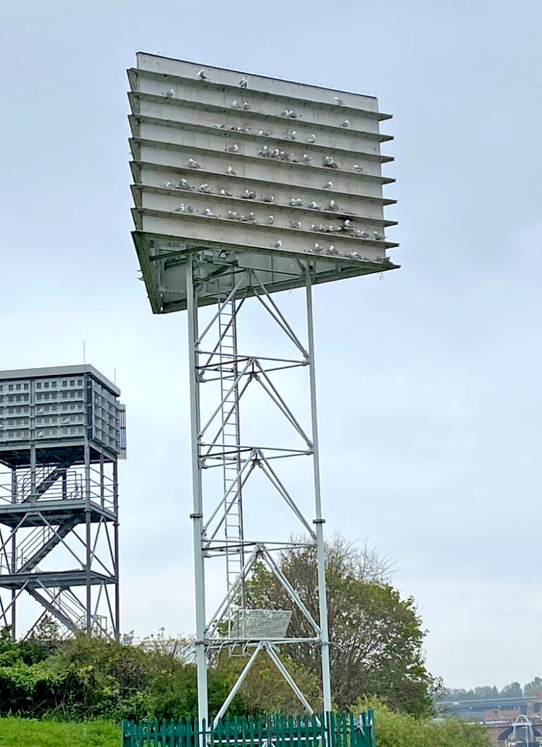 Newcastle & Gateshead Kittiwake Colonies – Updates 2024