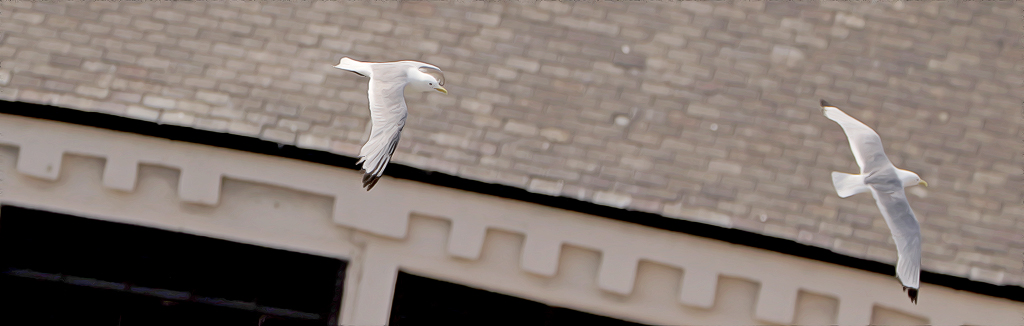 Tyne Kittiwakes in flight on Newcastle Quayside